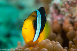 BD-130713-Maldives-0524-Amphiprion-clarkii-(Bennett.-1830)-[Yellowtail-clownfish].jpg